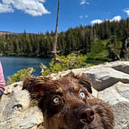 Mota is registered to the contest to win money with this photo: animal, brown_fur, canine, close_up, cloud, collar, curious, daytime, dog, forest, heterochromia, lake, nature, outdoor, rock, scenic, sky, sunlight, tree, wildlife