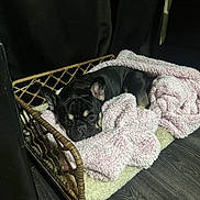 Luna is registered to the contest to win money with this photo: animal, black_dog, blanket, cozy, cute, dog, domestic_animal, ears, floor, fur, indoor, pet_bed, pink_blanket, quiet, resting, sleepy, small_dog, snuggled, wicker, wood_floor