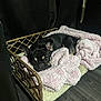 animal, black_dog, blanket, cozy, cute, dog, domestic_animal, ears, floor, fur, indoor, pet_bed, pink_blanket, quiet, resting, sleepy, small_dog, snuggled, wicker, wood_floor
