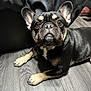 Luna is registered to the contest to win money with this photo: animal, black_fur, canine, companion, curious, cute, dog, domestic_animal, ears, eyes, floor, french_bulldog, indoor, looking_up, lying_down, paws, pet, short_hair, tan_markings, wooden_floor