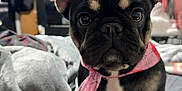 Luna is registered to the contest to win money with this photo: animal, bandana, bed, black_and_tan, blanket, cozy, cute, dog, ears, eyes, face, french_bulldog, fur, home, indoor, looking, nose, pet, pink_bandana, puppy