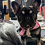 animal, bandana, bed, black_and_tan, blanket, cozy, cute, dog, ears, eyes, face, french_bulldog, fur, home, indoor, looking, nose, pet, pink_bandana, puppy