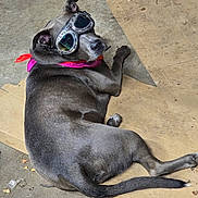 Flint is registered to the contest to win money with this photo: accessory, bandana, canine, cardboard, close_up, concrete_floor, dog, funny, goggles, gray_coat, indoor, lying_down, paw, pet, portrait, relaxed, resting, short_hair, sunglasses, tail