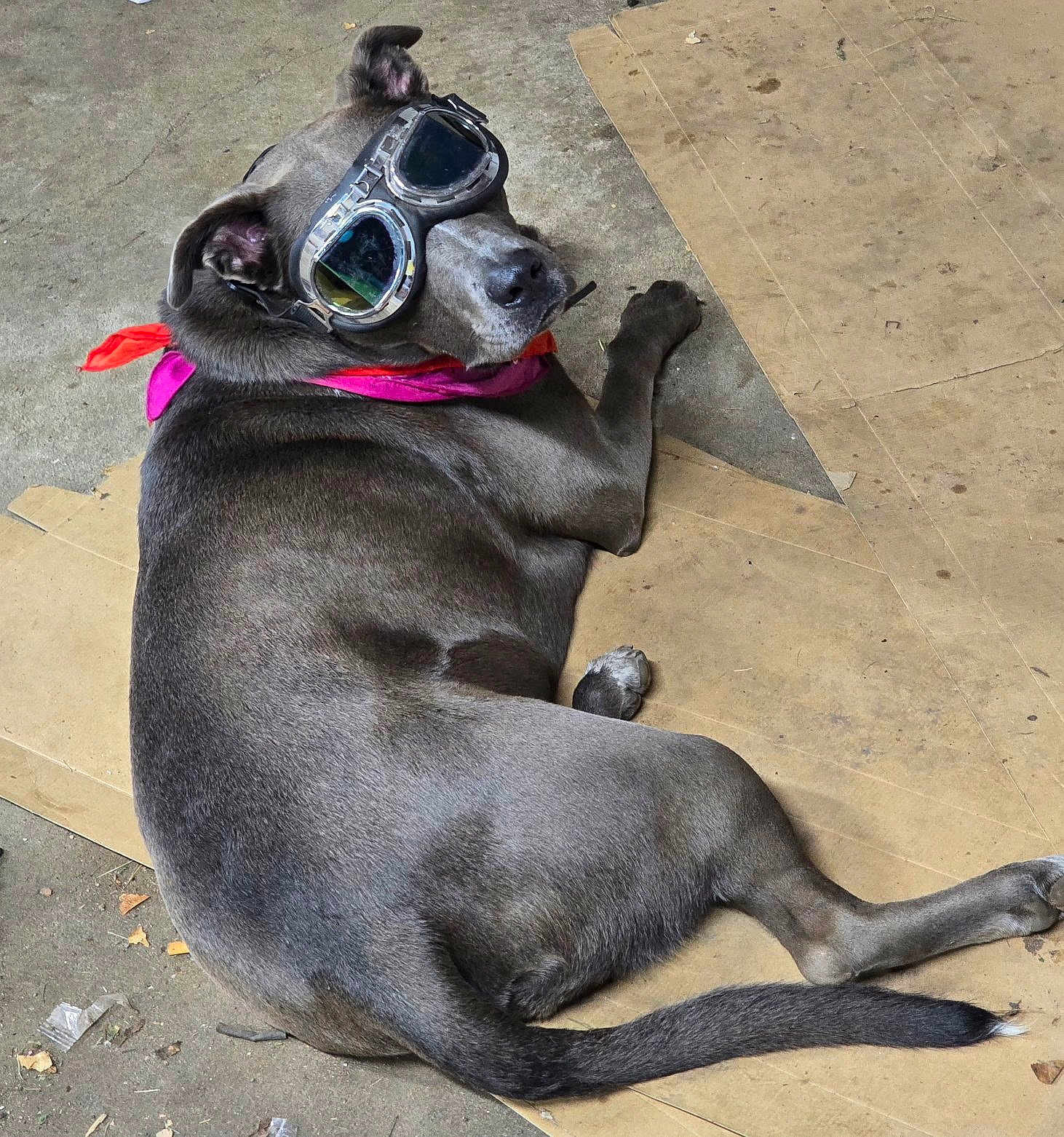 Flint is registered to the contest to win money with this photo: accessory, bandana, canine, cardboard, close_up, concrete_floor, dog, funny, goggles, gray_coat, indoor, lying_down, paw, pet, portrait, relaxed, resting, short_hair, sunglasses, tail