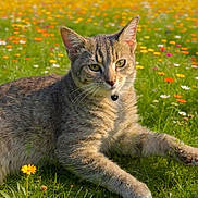 Noodle is registered to the contest to win money with this photo: cat, tabby_cat, pet, meadow, wildflowers, field, grass, flower, outdoors, nature, portrait, animal, whiskers, collar, bell, ears, paw, green, summer, bokeh