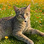 cat, tabby_cat, pet, meadow, wildflowers, field, grass, flower, outdoors, nature, portrait, animal, whiskers, collar, bell, ears, paw, green, summer, bokeh