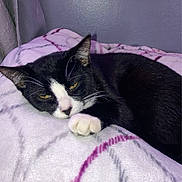 Nori is registered to the contest to win money with this photo: cat, tuxedo_cat, pet, blanket, bed, sleepy, paw, whiskers, fur, yellow_eyes, indoor, wall, cozy, bedding, close_up, portrait, ear, nose, relaxing, domestic