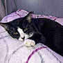cat, tuxedo_cat, pet, blanket, bed, sleepy, paw, whiskers, fur, yellow_eyes, indoor, wall, cozy, bedding, close_up, portrait, ear, nose, relaxing, domestic