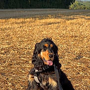 Bosko participe au concours pour gagner de l'argent avec cette photo : dog, black_and_tan, sitting, outdoor, field, harvested_field, straw, countryside, trees, sky, sunlight, leash, harness, tongue_out, floppy_ears, long_fur, brown_markings, landscape, wind_turbines, portrait