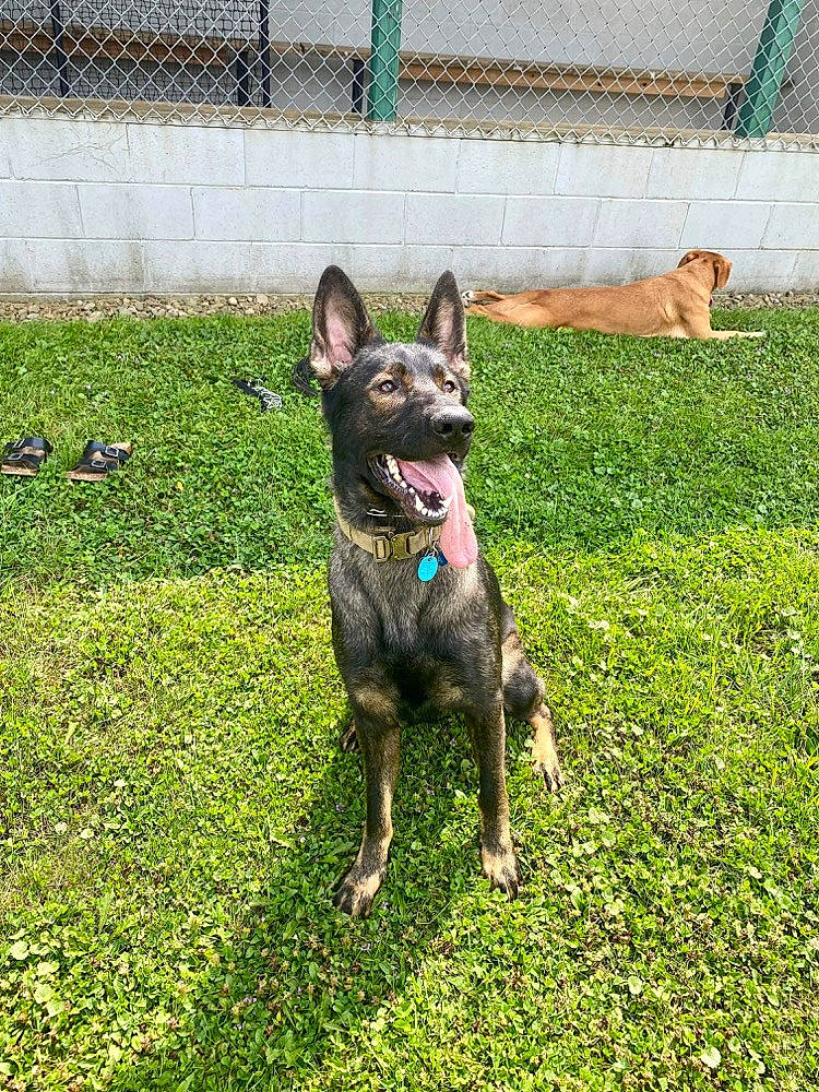 Mya joined the competition — help win amazing prizes! collar, companion_dog, dog, dog_breed, dog_collar, dog_supply, fence, grass, groundcover, guard_dog, liver, plant, tail, terrestrial_animal, toy_dog, working_animal, working_dog