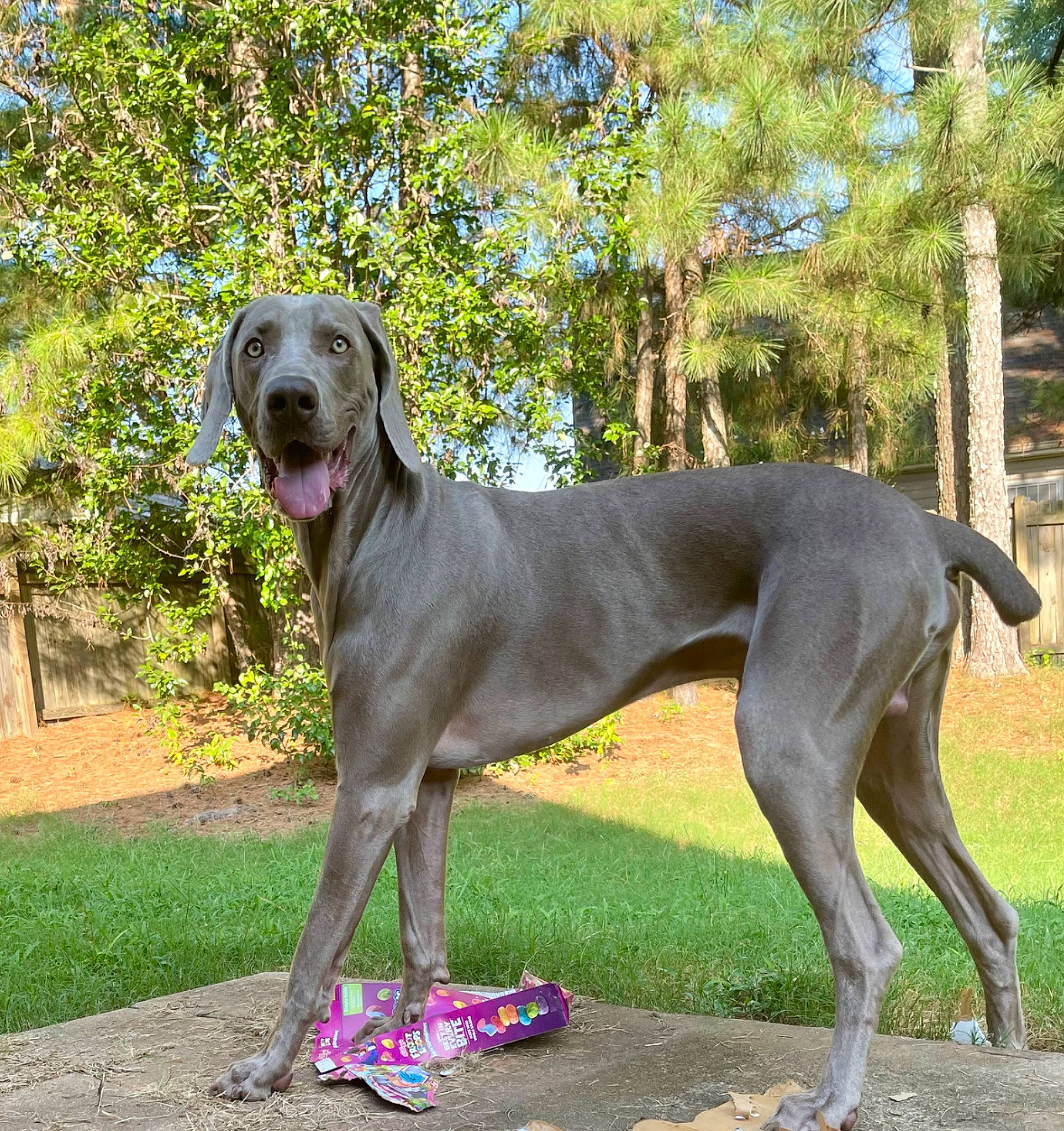 Marshall joined the competition — help win amazing prizes! canidae, carnivore, collar, companion_dog, dog, dog_breed, dog_collar, dog_supply, fawn, grass, great_dane, gun_dog, liver, plant, snout, sporting_group, tail, tree, working_animal, working_dog