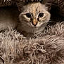 animal, blanket, cat, comfort, cozy, curious, cute, eyes, face, fluffy, fur, hide_and_seek, indoor, pet, resting, snuggle, soft, texture, warm, whiskers