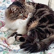 Lapin participe au concours pour gagner de l'argent avec cette photo : abyssinian, angora, animal, bed, bedroom, blanket, cat, couch, cushion, furniture, homedecor, indoors, kitten, linen, manx, person, pet, quilt, room, sleeping