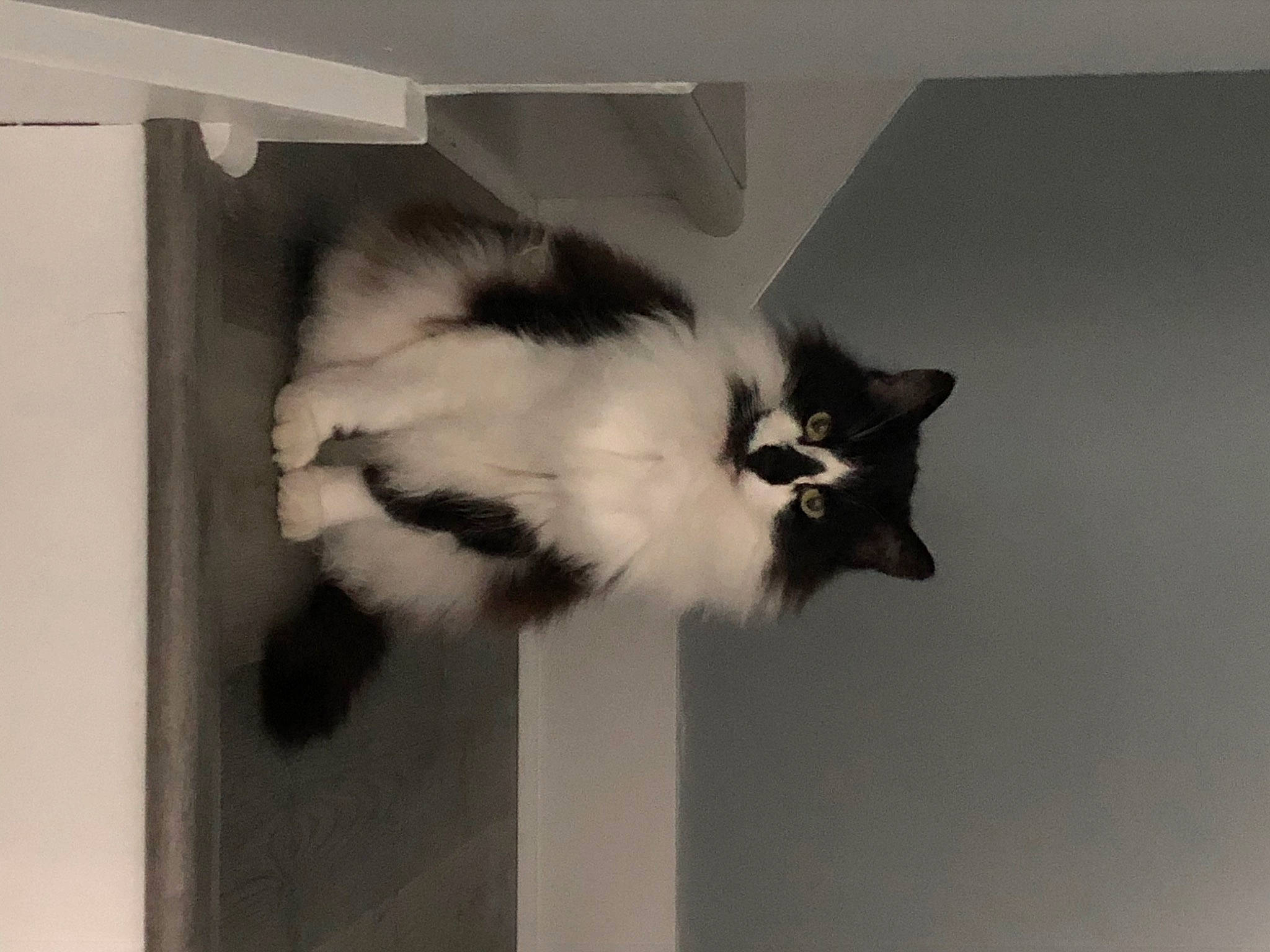 Smidget joined the competition — help win amazing prizes! carnivore, cat, cat_supply, felidae, fur, monochrome_photography, paw, plant, room, small_to_medium_sized_cats, snout, tail, tints_and_shades, whiskers, window