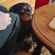 Berlioz a rejoint le concours — aidez-le/la à gagner de superbes lots ! dog, indoor, wooden_table, person, footwear, floor_tiles, cabinet, red_appliance, hand, paw, furniture, pet, curious, black_dog, brown_dog, home, slippers, candid, expression, animal