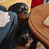 dog, indoor, wooden_table, person, footwear, floor_tiles, cabinet, red_appliance, hand, paw, furniture, pet, curious, black_dog, brown_dog, home, slippers, candid, expression, animal