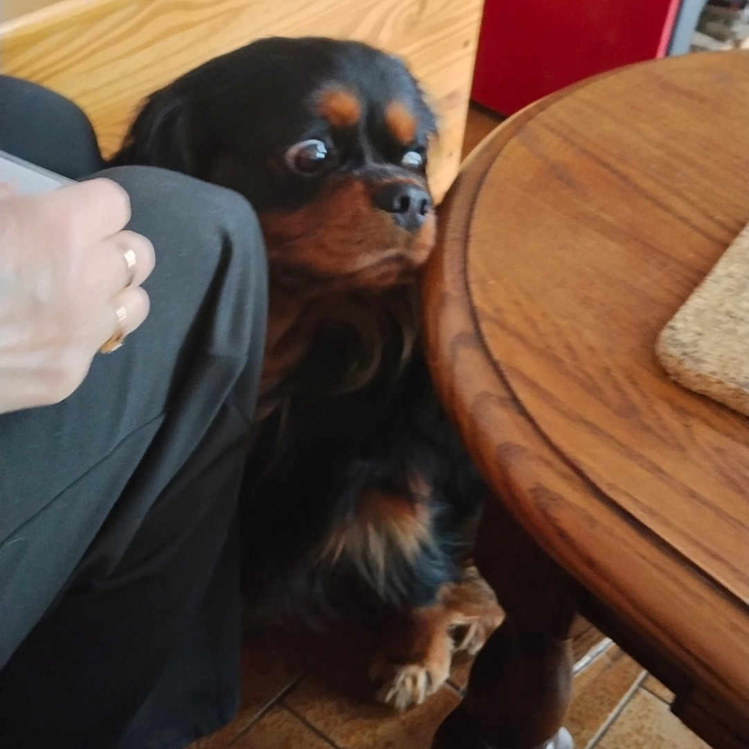 Berlioz a rejoint le concours — aidez-le/la à gagner de superbes lots ! dog, indoor, wooden_table, person, footwear, floor_tiles, cabinet, red_appliance, hand, paw, furniture, pet, curious, black_dog, brown_dog, home, slippers, candid, expression, animal