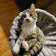 Cherry participe au concours pour gagner de l'argent avec cette photo : cat, tabby, pet_bed, indoor, cozy, feline, curious, paws, fluffy, grey, white_paws, wood_floor, relaxed, cute, animal, domestic, whiskers, ears, playful, looking_up