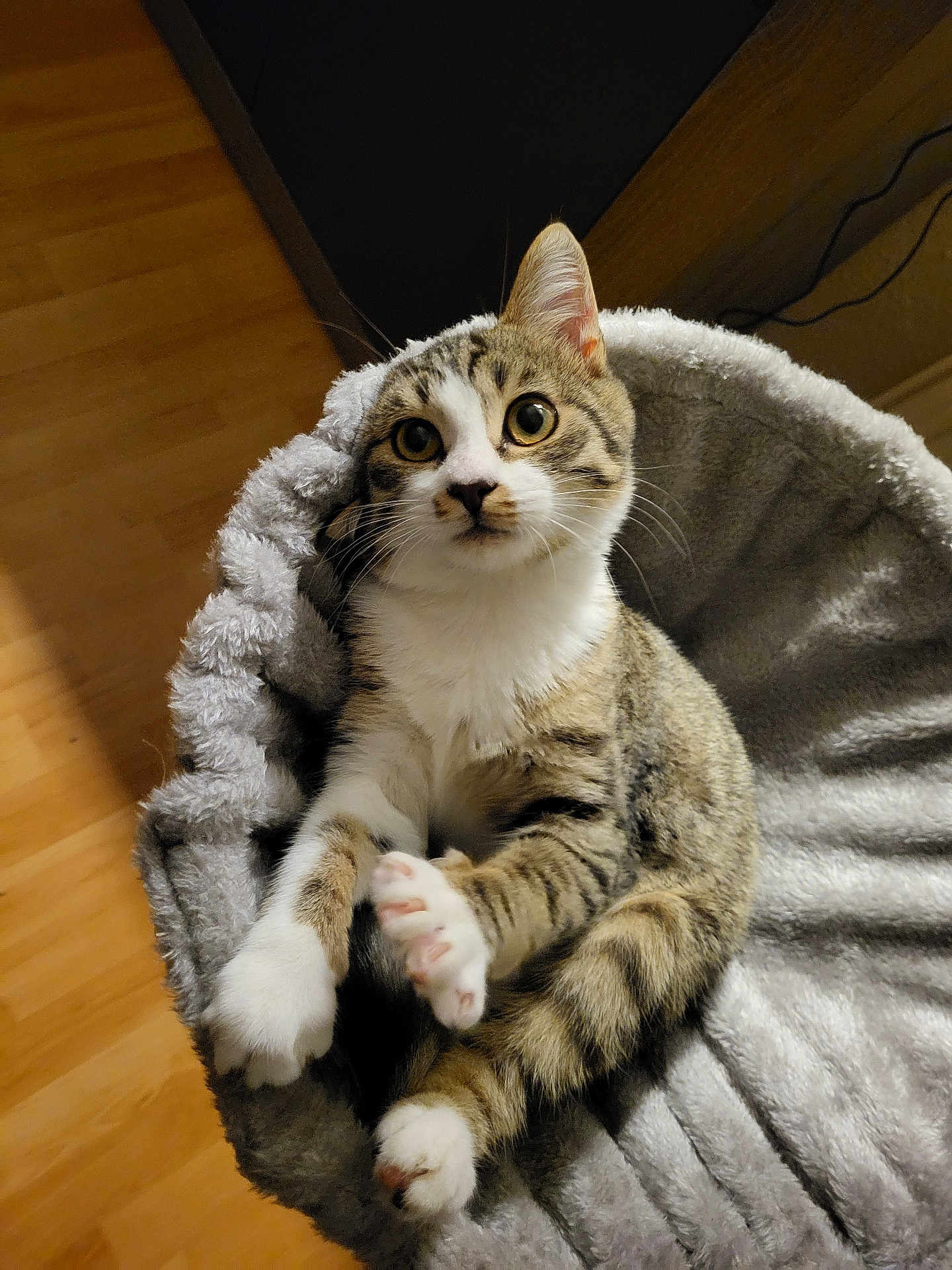Cherry participe au concours pour gagner de l'argent avec cette photo : cat, tabby, pet_bed, indoor, cozy, feline, curious, paws, fluffy, grey, white_paws, wood_floor, relaxed, cute, animal, domestic, whiskers, ears, playful, looking_up