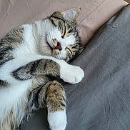 Cherry a rejoint le concours — aidez-le/la à gagner de superbes lots ! animal, bed, blanket, cat, cozy, cute, cute_pet, domestic_animal, feline, fur, indoor, mammal, paw, pet, relaxed, resting, sleeping, soft, tabby, whiskers