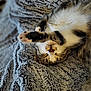 cat, tabby, sleeping, paw, blanket, fur, cute, pet, animal, relaxed, cozy, soft, texture, whiskers, indoor, resting, closeup, feline, nap, adorable