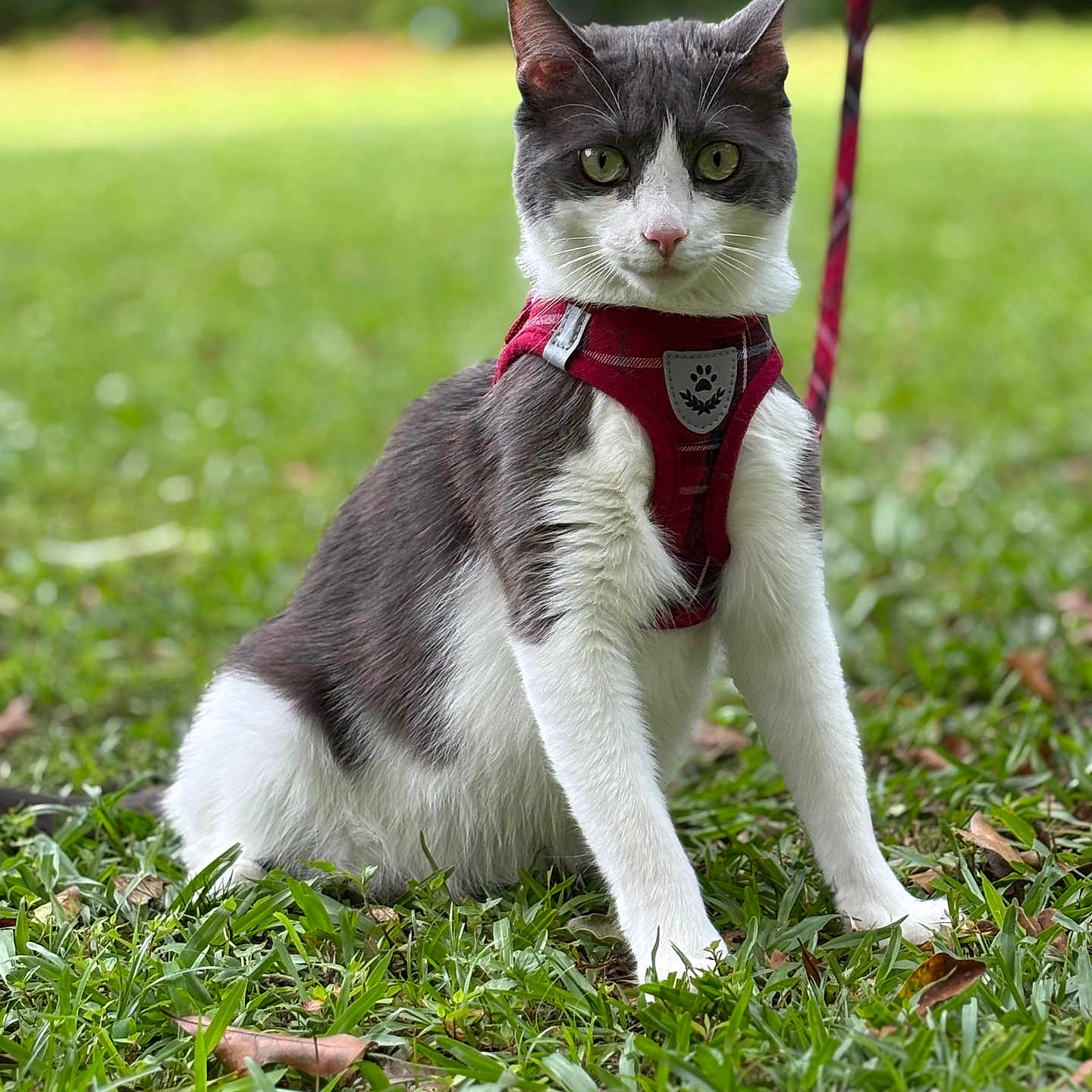 Tater is registered to the contest to win money with this photo: alert, animal, background_blur, cat, closeup, domestic_cat, ears, feline, fur, grass, gray_and_white, greenery, harness, leash, nature, outdoor, pet, portrait, sitting, whiskers