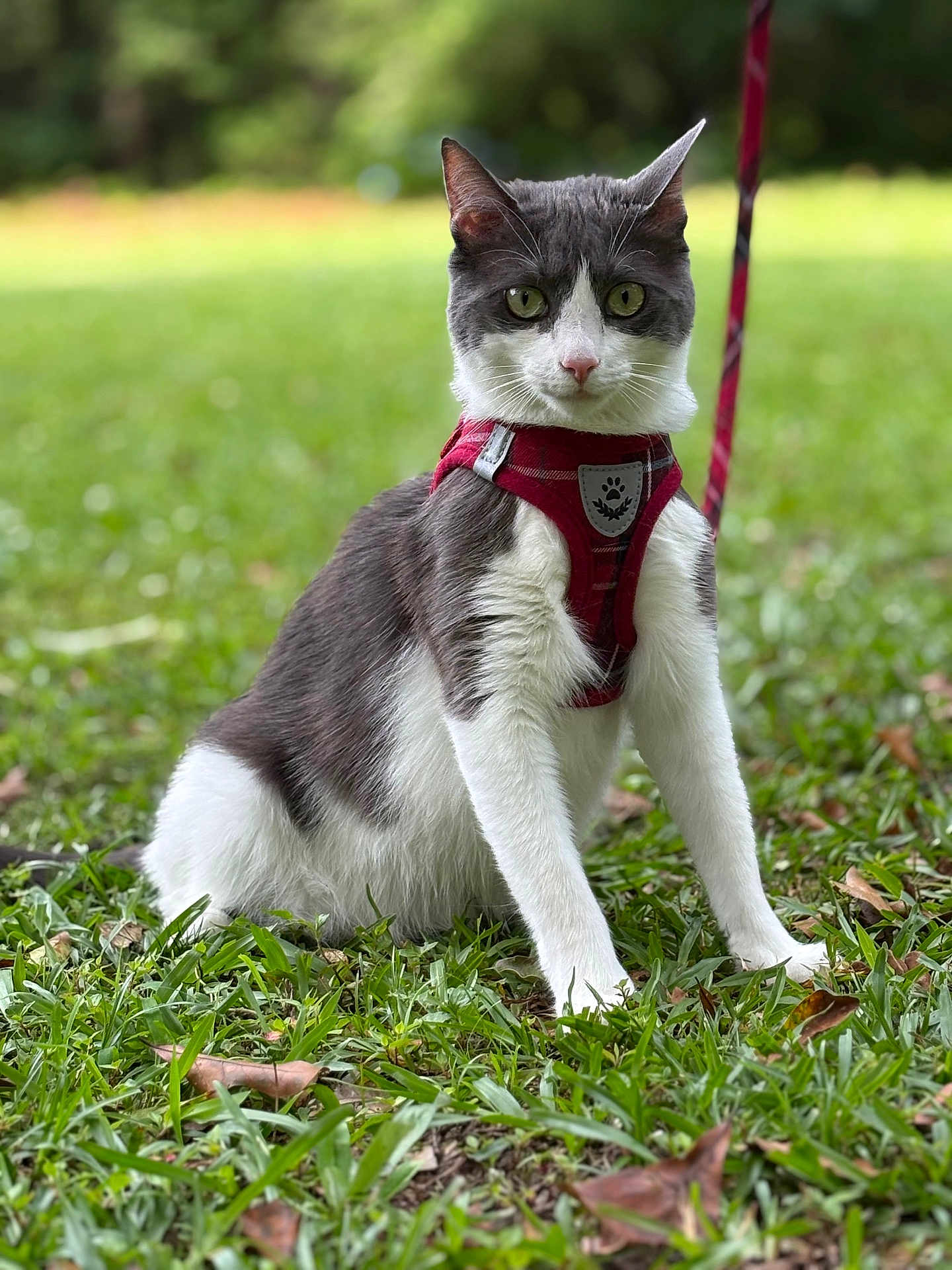 Tater is registered to the contest to win money with this photo: cat, gray_and_white, harness, pet, outdoor, grass, nature, animal, feline, sitting, greenery, closeup, portrait, domestic_cat, whiskers, ears, alert, leash, fur, background_blur