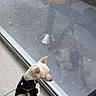 dog, small_dog, white_dog, harness, leash, window, reflection, glass, indoor, floor, tile_floor, street, sidewalk, furniture, curious, pet, animal, daylight, close_up, quiet