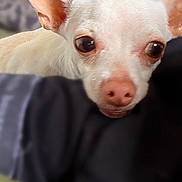 Nino participe au concours pour gagner de l'argent avec cette photo : dog, small_dog, white_dog, close_up, pet, animal, ears, face, resting, looking, indoor, blurred_background, cute, canine, companion, fur, nostrils, snout, soft_light, portrait