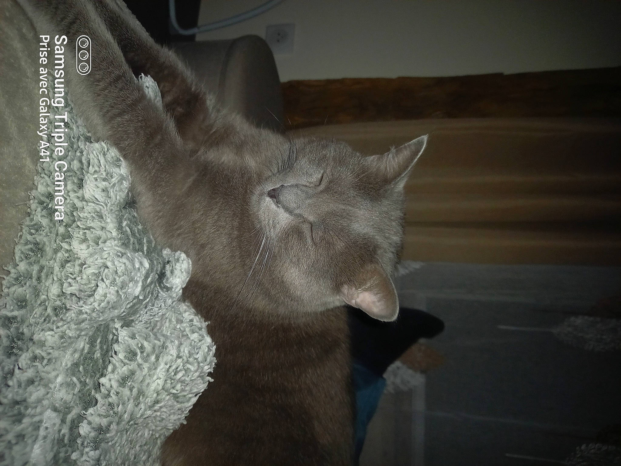 Berlios a rejoint le concours — aidez-le/la à gagner de superbes lots ! art, canidae, carnivore, cat, darkness, dog_breed, domestic_short_haired_cat, eye, fawn, felidae, fur, gesture, grey, sculpture, small_to_medium_sized_cats, tail, visual_arts, whiskers, window, wood