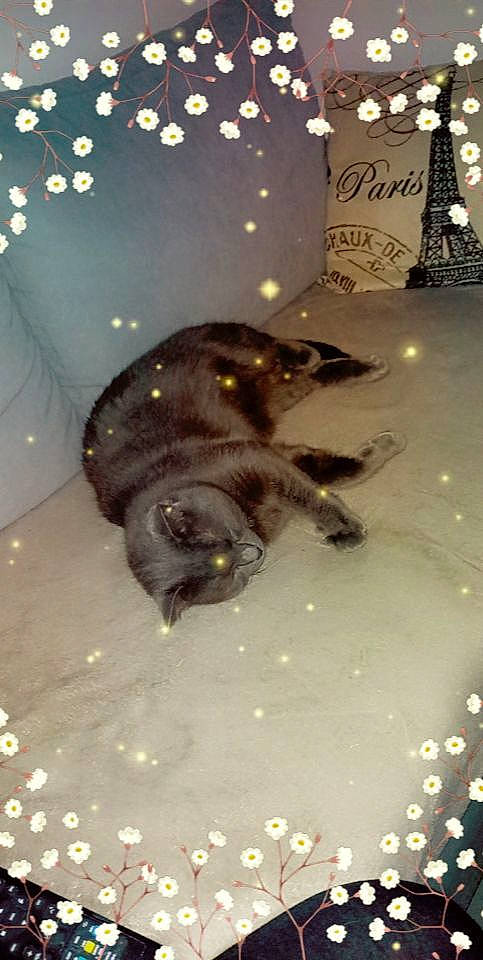 Berlios participe au concours pour gagner de l'argent avec cette photo : black_cat, canidae, carnivore, cat, claw, dog_breed, domestic_short_haired_cat, fawn, felidae, flooring, fur, lamp, paw, small_to_medium_sized_cats, sporting_group, tail, terrestrial_animal, whiskers, winter