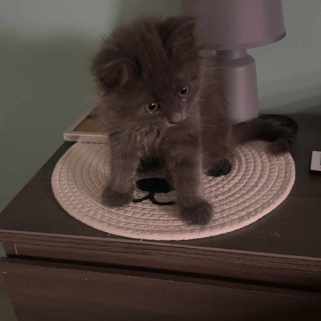 Marley a rejoint le concours — aidez-le/la à gagner de superbes lots ! cat, kitten, fluffy, gray_fur, animal, pet, sitting, indoors, nightstand, table, lamp, placemat, furniture, home, portrait, cute, whiskers, eyes, tail, cozy