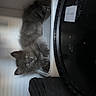 cat, kitten, gray_cat, fluffy, fur, green_eyes, pet_carrier, animal, whiskers, ears, paws, indoor, travel, luggage, wheel, black_object, curious, sitting, portrait, photography