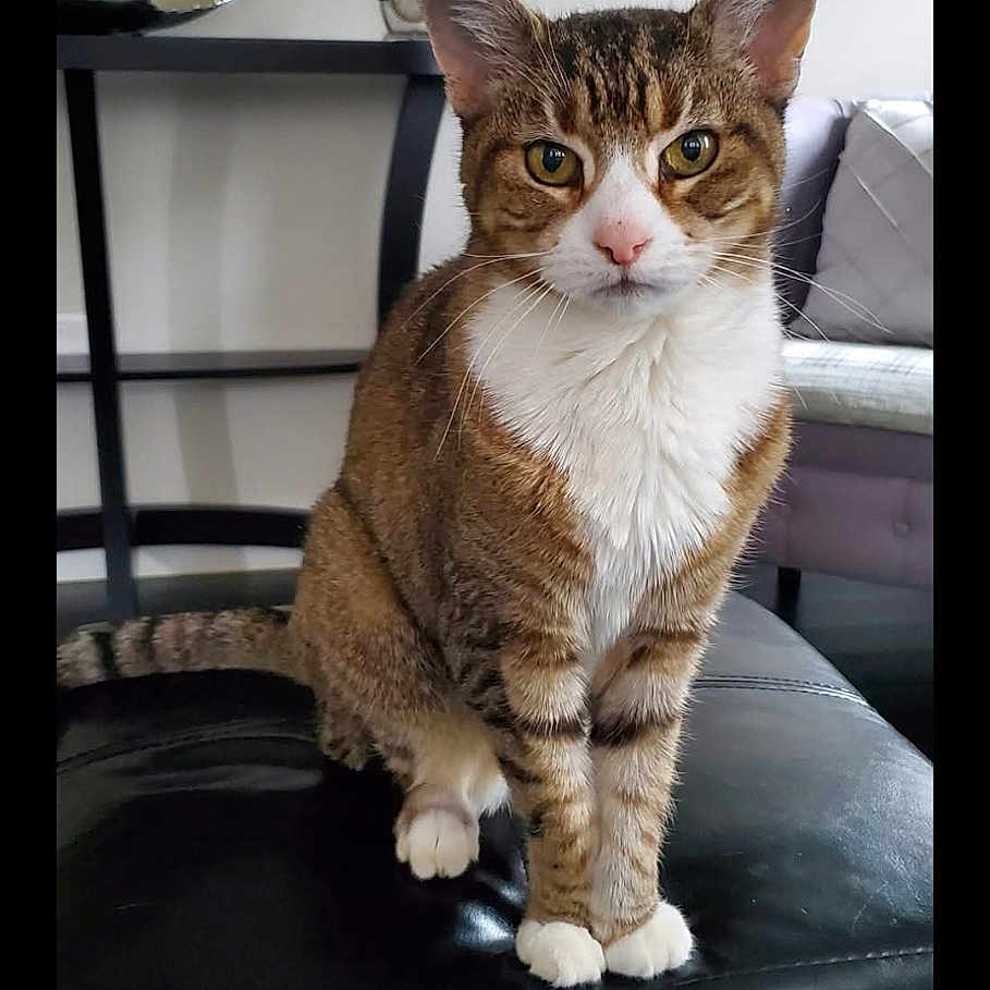 Chicklet is registered to the contest to win money with this photo: alert, animal, black_ottoman, cat, curious, domestic_cat, ears_up, furniture, house_pet, indoor, living_room, looking_at_camera, ottoman, pet, seated, striped, tabby, table, television, white_paws