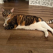 Charli joined the competition — help win amazing prizes! abyssinian, animal, architecture, building, cat, egyptiancat, furniture, hardwood, indoors, interiordesign, kitten, livingroom, manx, person, pet, plywood, room, sleeping, stainedwood, wood