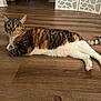 abyssinian, animal, architecture, building, cat, egyptiancat, furniture, hardwood, indoors, interiordesign, kitten, livingroom, manx, person, pet, plywood, room, sleeping, stainedwood, wood