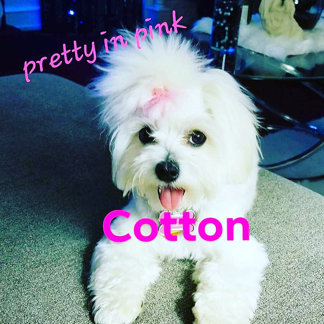 Cotton