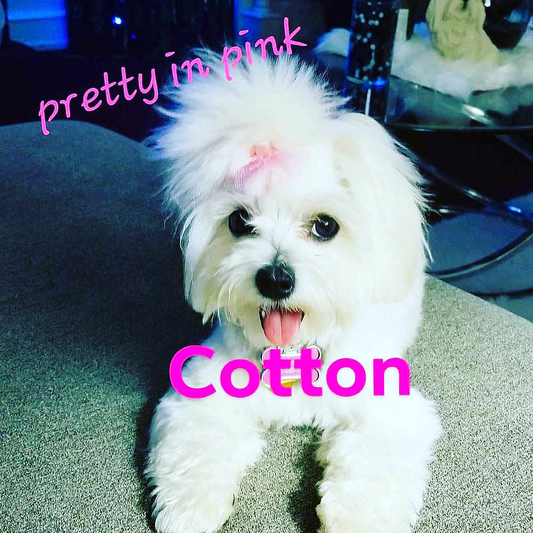 Cotton