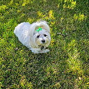 Cotton is registered to the contest to win money with this photo: adorable, animal, bow, cute, daylight, dog, fluffy, fur, grass, green, leaves, lying_down, nature, outdoor, pet, relaxing, small_dog, summer, sunlight, white_dog