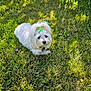 adorable, animal, bow, cute, daylight, dog, fluffy, fur, grass, green, leaves, lying_down, nature, outdoor, pet, relaxing, small_dog, summer, sunlight, white_dog