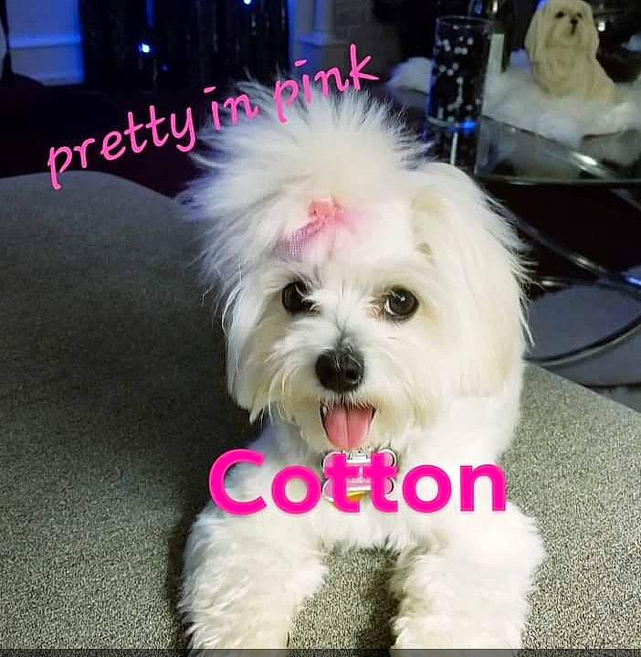 Cotton is registered to the contest to win money with this photo: carnivore, companion_dog, dog, dog_breed, dog_supply, font, fur, mal_shi, maltepoo, non_sporting_group, photo_caption, shih_poo, shih_tzu, small_terrier, snout, sporting_group, teddy_bear, toy_dog, water_dog