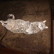 Poppers is registered to the contest to win money with this photo: cat, gray_cat, pet, indoor, couch, furniture, relaxed, lying_down, fluffy, animal, mammal, whiskers, tail, ears, home, comfortable, domestic_cat, resting, cute, cozy