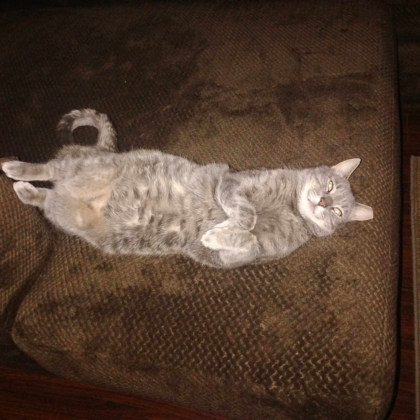 Poppers is registered to the contest to win money with this photo: cat, gray_cat, pet, indoor, couch, furniture, relaxed, lying_down, fluffy, animal, mammal, whiskers, tail, ears, home, comfortable, domestic_cat, resting, cute, cozy