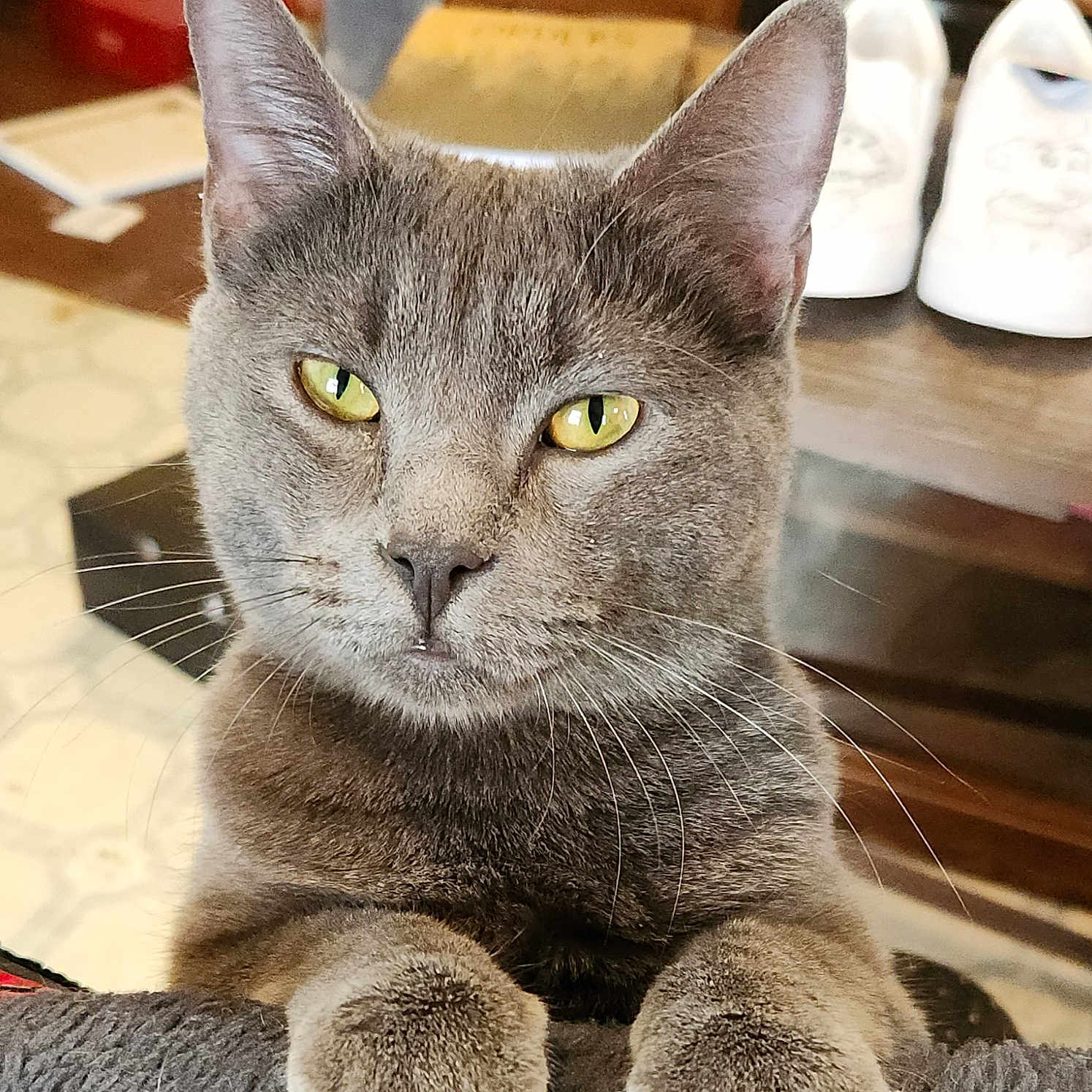 Archimedes is registered to the contest to win money with this photo: abyssinian, animal, architecture, building, cat, clothing, couch, footwear, furniture, hardwood, kitten, manx, pet, plywood, runningshoe, sandal, shoe, sneaker, table, wood