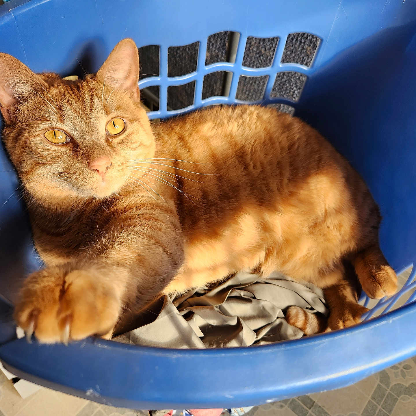 Simba