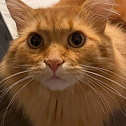 Simba a rejoint le concours — aidez-le/la à gagner de superbes lots ! cat, orange_cat, fluffy, long_hair, whiskers, large_eyes, pet, animal, portrait, close_up, indoors, kitchen, countertop, sitting, staring, curious, fur, ears, nose, photography