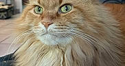 Simba participe au concours pour gagner de l'argent avec cette photo : cat, ginger_cat, fluffy, long_hair, green_eyes, whiskers, animal, pet, portrait, close_up, sitting, indoors, living_room, couch, furniture, home, fur, ears, calm, cute