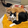 Simba a rejoint le concours — aidez-le/la à gagner de superbes lots ! cats, two_cats, orange_cat, black_and_white_cat, long_hair, short_hair, furry, pet, cuddling, lying_down, sitting, animal_portrait, indoors, cushion, yellow_blanket, colorful_blanket, radiator, chair, carpet, home