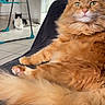 Simba participe au concours pour gagner de l'argent avec cette photo : cat, ginger_cat, black_and_white_cat, long_hair, fluffy, pet, animal, indoor, home, chair, lounging, sitting, green_eyes, whiskers, orange_fur, tile_floor, laundry, background_cat, relaxed, portrait