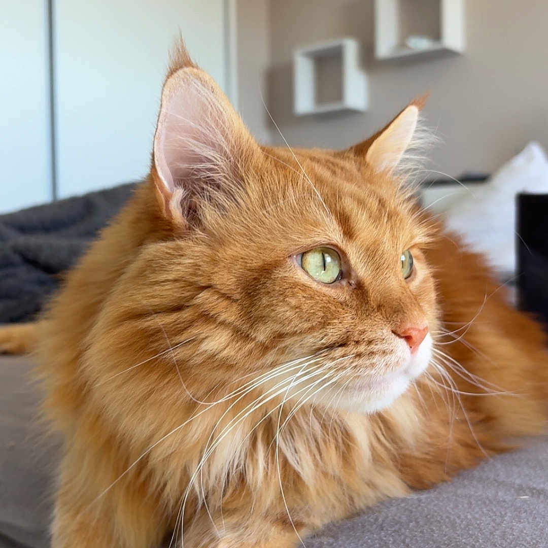Simba a rejoint le concours — aidez-le/la à gagner de superbes lots ! cat, ginger_cat, fluffy, long_hair, pet, animal, green_eyes, whiskers, ear_tufts, portrait, close_up, indoors, living_room, sofa, gray_fabric, lounging, sitting, relaxed, domestic_animal, photography